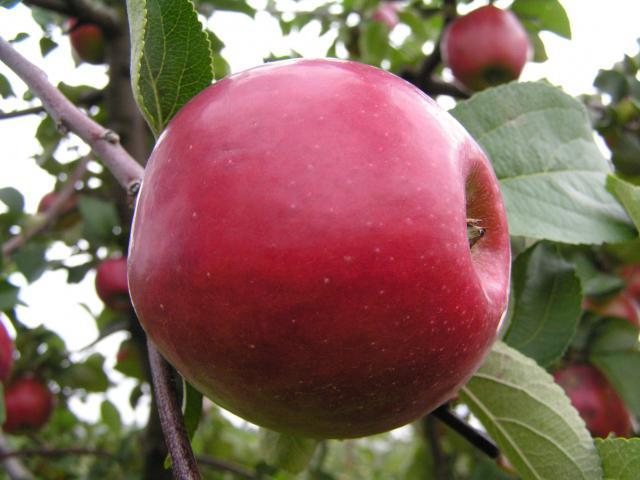 लाल जल्दी - दक्षिणी उद्यान के लिए सेब के पेड़