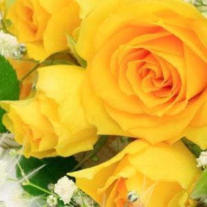 रोमांस या विश्वासघातः गुलाब का सपना क्यों है?