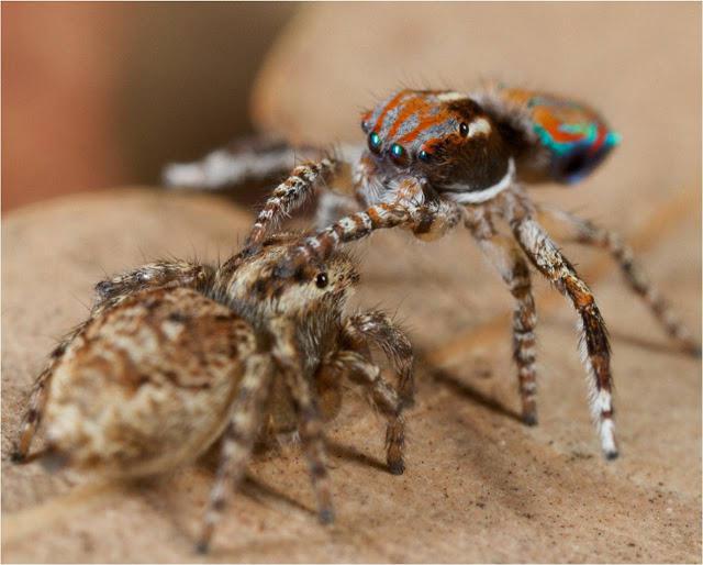 मकड़ी-मोर अरखादों के सबसे असामान्य प्रतिनिधियों में से एक है