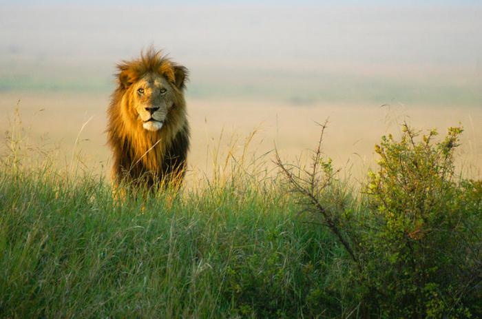 अद्भुत अफ्रीकी स्टेप: पशु और वनस्पति